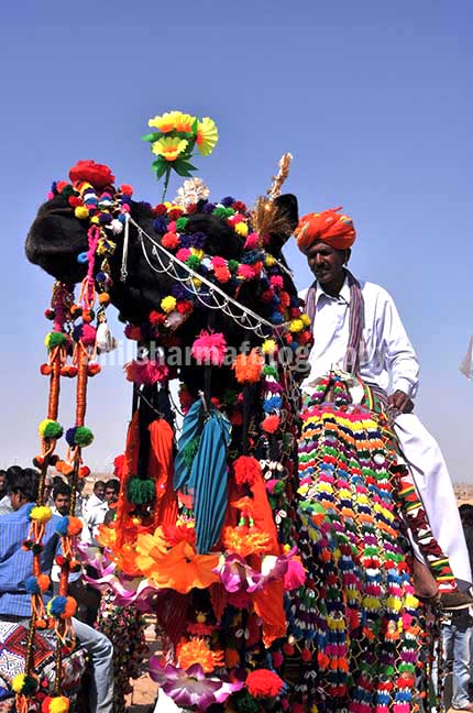 Festivals: Jaisalmer Desert Festival Rajasthan (India) - Decorated camel for best decorated camel competition at jaisalmer desert fair. by Anil Sharma Photography
