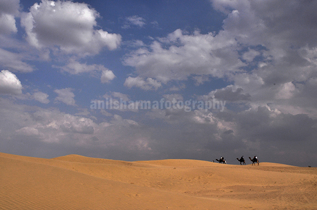 Festivals: Jaisalmer Desert Festival Rajasthan (India) - Beautiful Thar desert with blue sky. by Anil Sharma Photography