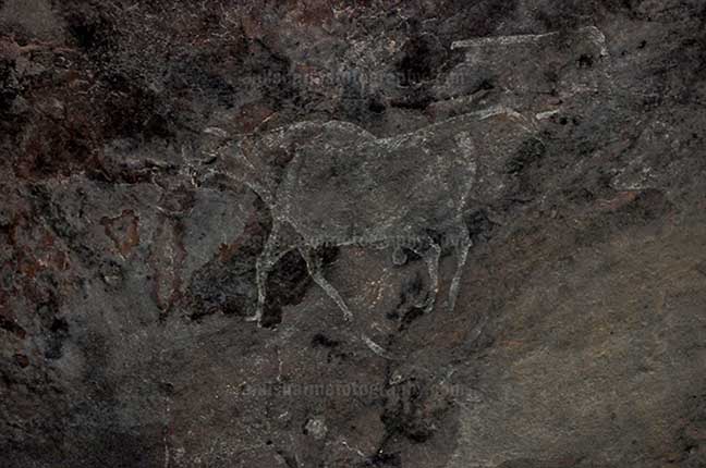 Archaeology- Bhimbetka Rock Shelters - Prehistoric Rock Painting showing running bull in white color at Bhimbetka archaeological site by Anil Sharma Photography