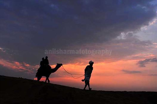 Festivals: Jaisalmer Desert Festival Rajasthan (India) - Tourists enjoying camel ride at Jaisalmer desert festival.