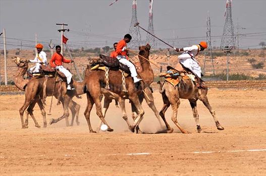 Camel polo match at Jaisalmer desert festival.