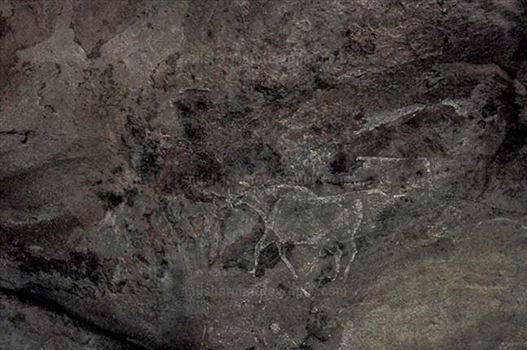 Prehistoric Rock Painting showing running bull in white color at Bhimbetka archaeological site.