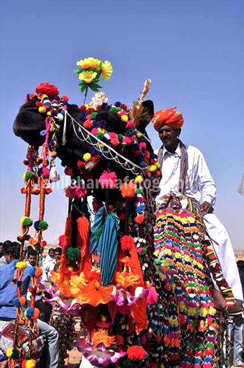 Festivals: Jaisalmer Desert Festival Rajasthan (India) - Decorated camel for best decorated camel competition at jaisalmer desert fair.