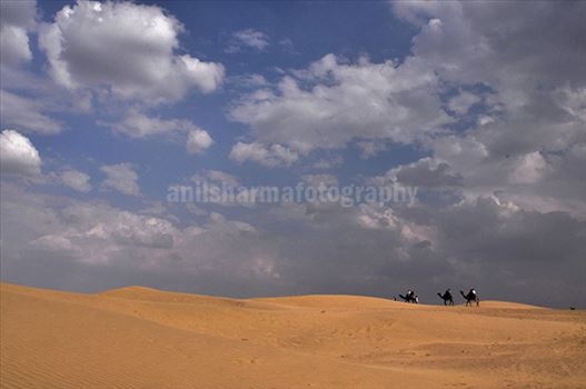 Festivals: Jaisalmer Desert Festival Rajasthan (India) - Beautiful Thar desert with blue sky.
