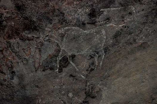 Archaeology- Bhimbetka Rock Shelters - Prehistoric Rock Painting showing running bull in white color at Bhimbetka archaeological site