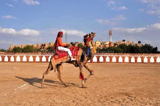 Festivals: Jaisalmer Desert Festival Rajasthan (India) - A camel performing dance at Jaisalmer desert festival.