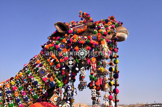 Decorated camel for best decorated camel competition at jaisalmer desert fair.